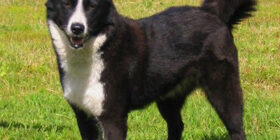 Зоопсихология собак