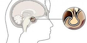 Функция передней доли гипофиза