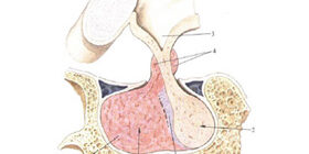 Функция задней доли гипофиза