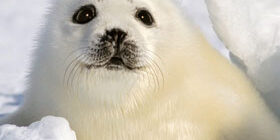 Где лечат больных тюленей фото