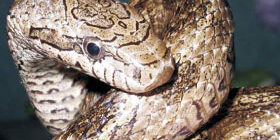 Где обитает гремучая змея фото