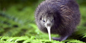 Где обитает птица киви фото