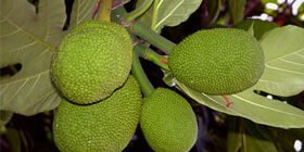 Где растет хлебное дерево фото