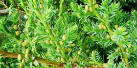 Где растет кустарник который ест мясо фото