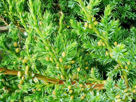 Где растет кустарник который ест мясо Где растет кустарник который ест мясо фото