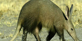 Где водится трубкозуб фото