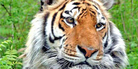 Где живёт амурский тигр фото