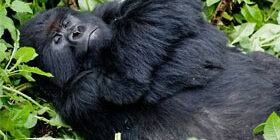 Где живет горная горилла фото