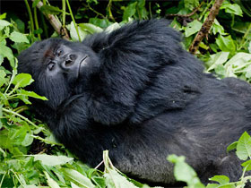 Где живет горная горилла Где живет горная горилла фото