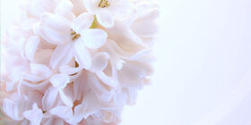 Как вырастить гиацинт дома