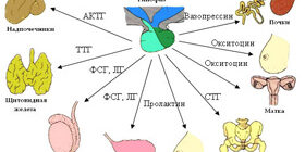 Гипоталамо-гипофизарная взаимосвязь