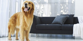 Безусловные рефлексы собак