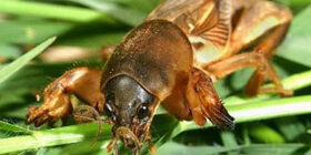 Как бороться с медведкой