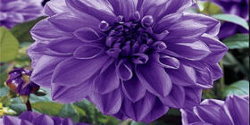 Как хранить георгины