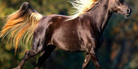 Как нарисовать лошадь поэтапно