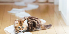 Как приучить котенка к туалету дома