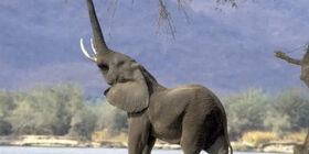 Как рисовать животных поэтапно карандашом