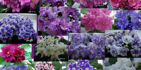 Как ухаживать за фиалками комнатными