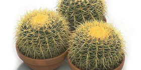 Как ухаживать за кактусом правильно фото