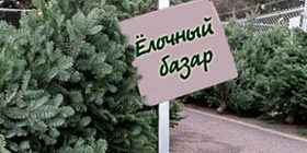 Как выбрать елку к Новому Году фото советы