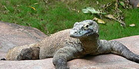 Комодский дракон фото