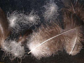 Наполнители для подушек пух и перо фото