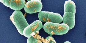 Неонатальный листериоз - симптомы и признаки, лечение