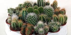 Описание кактуса фото