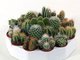 Описание кактуса Описание кактуса фото