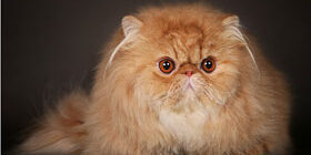 Персидские кошки фото