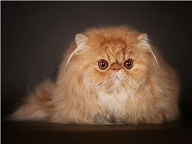 Персидские кошки Персидские кошки фото