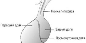 Поражения гипофиза передней и задней доли