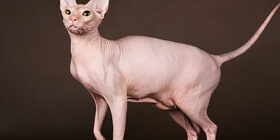 Порода кошки сфинкс фото