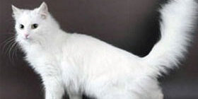 Порода кошки турецкая ангора фото
