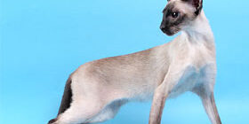 Сиамская кошка фото