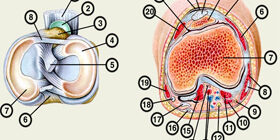 Синдром дисплазии ногтей и надколенника