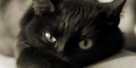 Как правильно кормить кошку. Расчесывание кошек фото