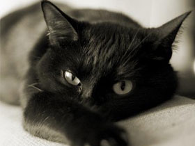 Как правильно кормить домашнюю кошку Как правильно кормить кошку. Расчесывание кошек фото