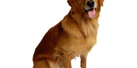 Психология поведения собак