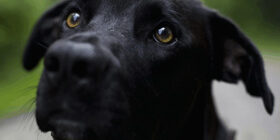 Истории о преданности собак