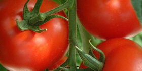 Фасование и подогрев томатного сока