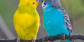 Уход и содержание волнистых попугаев, фото