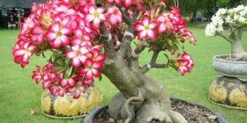 Адениум: уход за экзотическим цветком