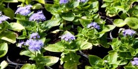 Агератум: посадка и выращивание