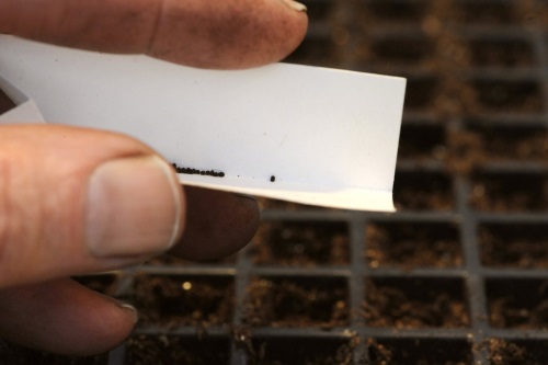 Агератум: посадка и выращивание Агератум: посадка и выращивание