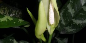 Аглаонема: уход в домашних условиях