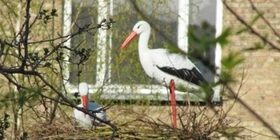 Аист из пластиковых бутылок своими руками