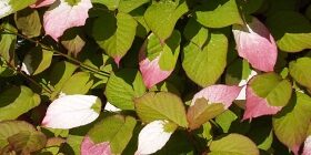 Актинидия: посадка и уход – усилий много, но и результат достойный