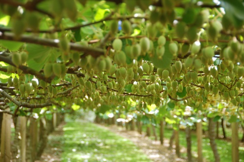 Актинидия: посадка и уход – усилий много, но и результат достойный