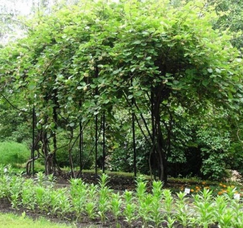 Актинидия: посадка и уход – усилий много, но и результат достойный